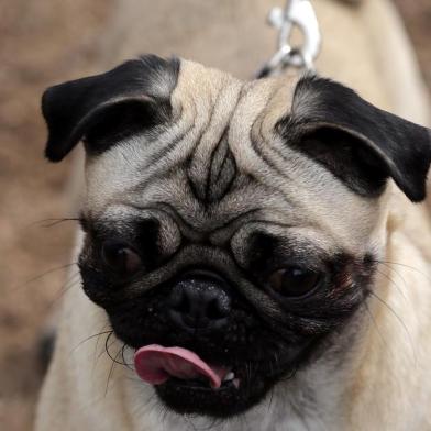  PORTOALEGRE-RS-BR-DATA:201507121º Encontro de Pugs, no Parcão, reuniu dezenas de cães e seus donos.FOTÓGRAFO:TADEUVILANI