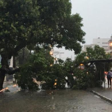 Temporal derrubou árvore na avenida Erico Verissimo, em Porto Alegre