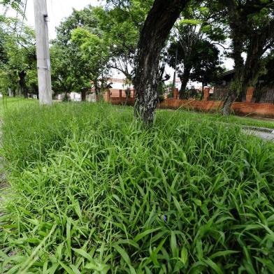 Capina malfeita na avenida Tramandaí, bairro Ipanema, Zona Sul de Porto Alegre