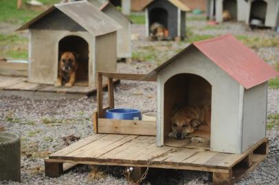  CAXIAS DO SUL, RS, BRASIL, 27/01/2017. Visitamos o canil municipal de Caxias do Sul, onde era a antiga chácara da Soama, para ver a situação do local após denúncia de maus-tratos. (Diogo Sallaberry/Agência RBS)