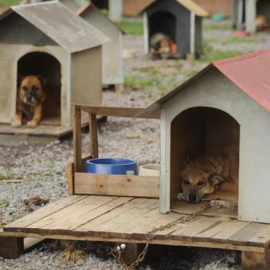  CAXIAS DO SUL, RS, BRASIL, 27/01/2017. Visitamos o canil municipal de Caxias do Sul, onde era a antiga chácara da Soama, para ver a situação do local após denúncia de maus-tratos. (Diogo Sallaberry/Agência RBS)