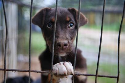 VIAMÃO, RS, BRASIL - 18/10/2016 : Após seis meses de obras, prédio do primeiro hospital veterinário público de Porto Alegre será entregue para a prefeitura municipal. (FOTO: BRUNO ALENCASTRO/AGÊNCIA RBS, Editoria Sua Vida)