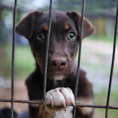 VIAMÃO, RS, BRASIL - 18/10/2016 : Após seis meses de obras, prédio do primeiro hospital veterinário público de Porto Alegre será entregue para a prefeitura municipal. (FOTO: BRUNO ALENCASTRO/AGÊNCIA RBS, Editoria Sua Vida)