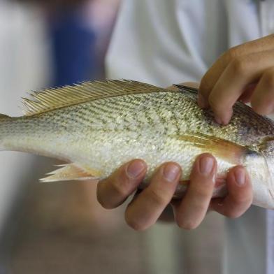 PORTO ALEGRE, RS, BRASIL, 11-04-2017: O professor de gastronomia da Faculdade Senac Porto Alegre, Gérson Nunes, avalia as condições de peixe à venda na 237ª Feira do Peixe no Largo Glênio Peres, junto ao Mercado Público, na região central. (Foto: Mateus Bruxel / Agência RBS)