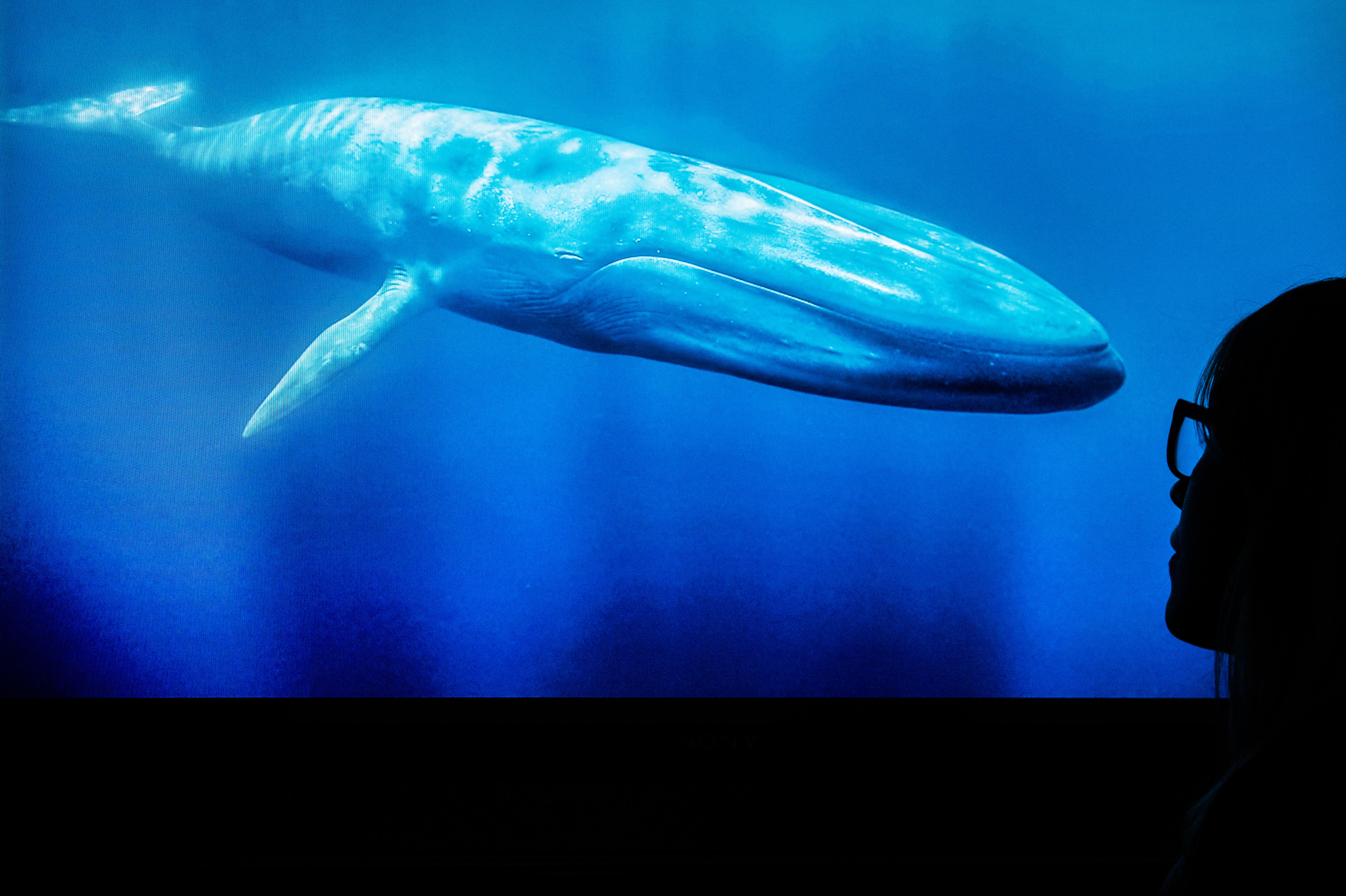 Projeto Baleia Branca - DESAFIO ACEITO! Esse projeto baseia-se em um jogo  banal que ganhou fama nas últimas semanas no Brasil, chamado Baleia Azul,  que trata-se de 50 desafios como a auto