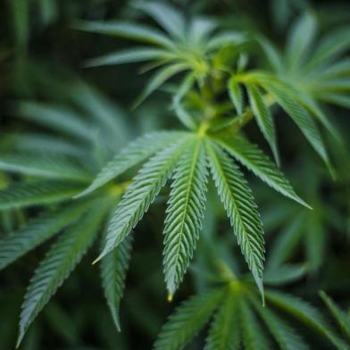  CABO POLONIO, ROCHA, URUGUAI, 16-01-2016: plantas de maconha na praia uruguaia de Cabo Polonio. Foto para matéria especial sobre o Turismo da Cannabis no litoral uruguaio (FOTO FÉLIX ZUCCO/AGÊNCIA RBS, Editoria SuaVida).Indexador: Felix Zucco