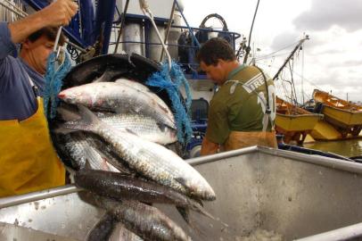  Safra da tainha está em baixa no mercado.Descarga de tainha na pesca industrial.Porto pesqueiro de Itajai.