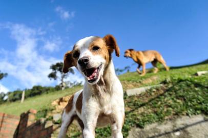  Sítio Dona Lúcia abriga animais abandonados e em situação de maus-tratos em Blumenau.Indexador: LUCAS CORREIA