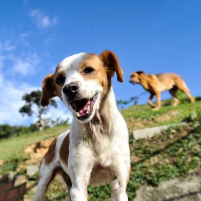  Sítio Dona Lúcia abriga animais abandonados e em situação de maus-tratos em Blumenau.Indexador: LUCAS CORREIA