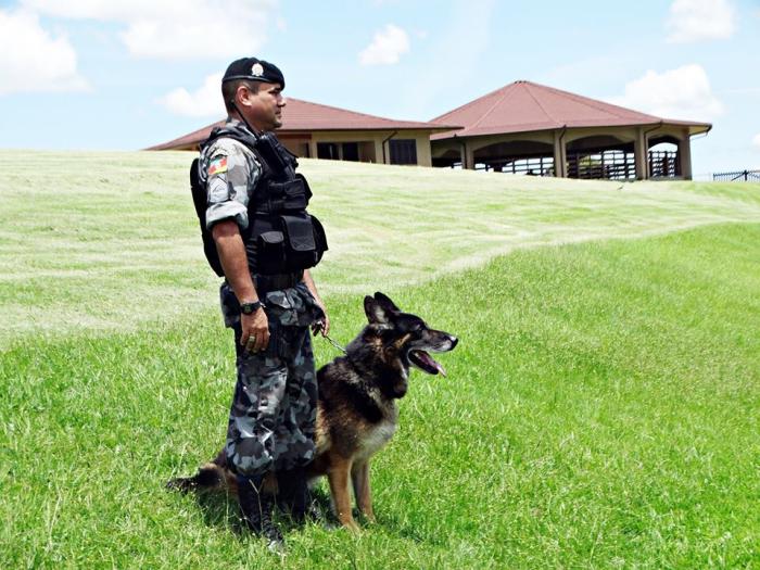 Cão policial – Wikipédia, a enciclopédia livre