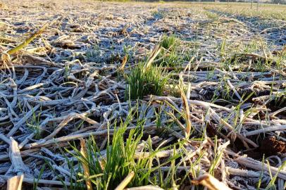 Geada sobre lavourra de trigo em Passo Fundo