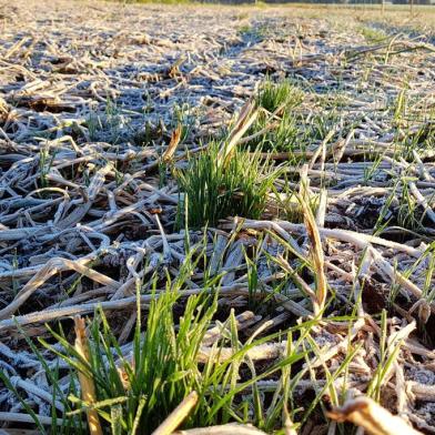 Geada sobre lavourra de trigo em Passo Fundo