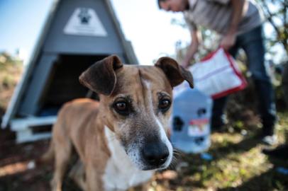  FLORIANÓPOLIS, SC, BRASIL, 25/07/2017: Projeto constroi casas para cachorros de rua. Na foto: (Foto: CRISTIANO ESTRELA / DIÁRIO CATARIENSE)