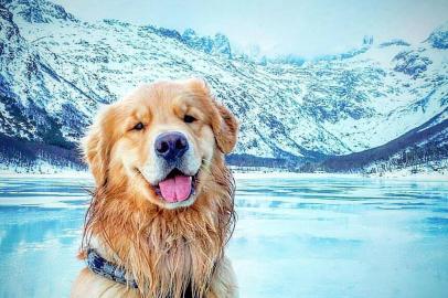 Jesse, morador de BC, largou tudo para percorrer a América Latina em um fusca com seu cachorro, o Shurastey