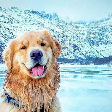 Jesse, morador de BC, largou tudo para percorrer a América Latina em um fusca com seu cachorro, o Shurastey