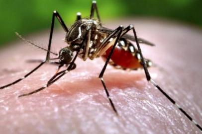 Mosquito do zika vírus