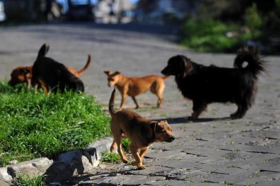  CAXIAS DO SUL, RS, BRASIL 15/08/2017Prefeitura anunciou que castração será retomada em outubro, mas muda a forma e protetores reclamam que animais de rua ficarão sem castração. (Felipe Nyland/Agência RBS)