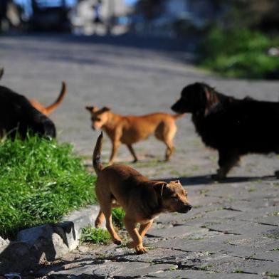  CAXIAS DO SUL, RS, BRASIL 15/08/2017Prefeitura anunciou que castração será retomada em outubro, mas muda a forma e protetores reclamam que animais de rua ficarão sem castração. (Felipe Nyland/Agência RBS)