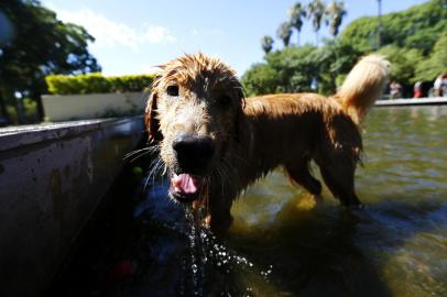  

PORTO ALEGRE, RS, BRASIL, 18-12-2016. Cachorro no Parque da Redenção. (ANDERSON FETTER/AGÊNCIA RBS)