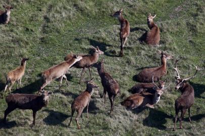  GRAVATAÍ, RS, BRASIL - A Fundação Municipal de Meio Ambiente de Gravataí notificou, na tarde desta quinta-feira (24), a administração do parque Pampas Safari para impedir o sacrifício de 300 cervos. O Ibama havia determinado o sacrifício em julho, em razão da disseminação de tuberculose entre os animais.De acordo com o diretor-presidente da Fundação, Jackson Müller, o procedimento está suspenso até segunda ordem e serão instaladas duas placas de aviso no parque com a determinação.