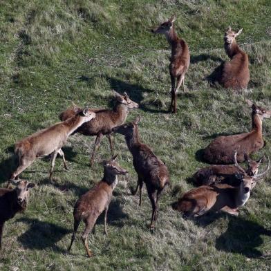  GRAVATAÍ, RS, BRASIL - A Fundação Municipal de Meio Ambiente de Gravataí notificou, na tarde desta quinta-feira (24), a administração do parque Pampas Safari para impedir o sacrifício de 300 cervos. O Ibama havia determinado o sacrifício em julho, em razão da disseminação de tuberculose entre os animais.De acordo com o diretor-presidente da Fundação, Jackson Müller, o procedimento está suspenso até segunda ordem e serão instaladas duas placas de aviso no parque com a determinação.