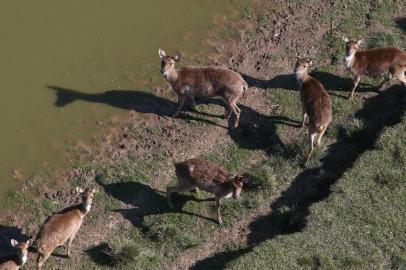  

GRAVATAÍ, RS, BRASIL - A Fundação Municipal de Meio Ambiente de Gravataí notificou, na tarde desta quinta-feira (24), a administração do parque Pampas Safari para impedir o sacrifício de 300 cervos. O Ibama havia determinado o sacrifício em julho, em razão da disseminação de tuberculose entre os animais.
De acordo com o diretor-presidente da Fundação, Jackson Müller, o procedimento está suspenso até segunda ordem e serão instaladas duas placas de aviso no parque com a determinação.