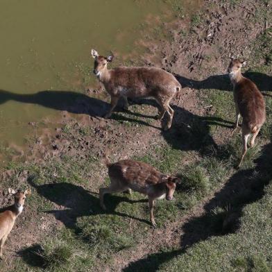  GRAVATAÍ, RS, BRASIL - A Fundação Municipal de Meio Ambiente de Gravataí notificou, na tarde desta quinta-feira (24), a administração do parque Pampas Safari para impedir o sacrifício de 300 cervos. O Ibama havia determinado o sacrifício em julho, em razão da disseminação de tuberculose entre os animais.De acordo com o diretor-presidente da Fundação, Jackson Müller, o procedimento está suspenso até segunda ordem e serão instaladas duas placas de aviso no parque com a determinação.