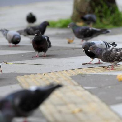  CAXIAS DO SUL, RS, BRASIL, 25/08/2017 - Pombos serão retirados da praça Dante. Um pombal será construído para abrigas as aves. (Marcelo Casagrande/Agência RBS)