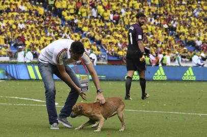  A dog is removed from the field during the 2018 World Cup qualifier football match between Colombia and Brazil in Barranquilla, Colombia, on September 5, 2017. / AFP PHOTO / Luis AcostaEditoria: SPOLocal: BarranquillaIndexador: LUIS ACOSTASecao: soccerFonte: AFPFotógrafo: STF