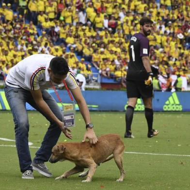  A dog is removed from the field during the 2018 World Cup qualifier football match between Colombia and Brazil in Barranquilla, Colombia, on September 5, 2017. / AFP PHOTO / Luis AcostaEditoria: SPOLocal: BarranquillaIndexador: LUIS ACOSTASecao: soccerFonte: AFPFotógrafo: STF