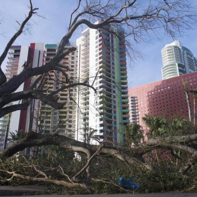 A fallen tree toppled by Hurricane Irma blocks a street in downtown Miami, Florida, on September 11, 2017. / AFP PHOTO / SAUL LOEB