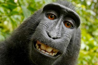 Macaco faz selfie com câmera do fotógrafo David Slater