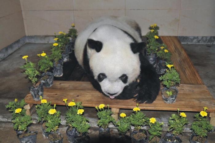  

Corpo de panda gigante Basi cercado por flores após sua morte em Fuzhou, província oriental de Fujian, na China. O panda gigante cativo mais antigo do mundo morreu aos 37 anos - mais de 100 anos em anos humanos

Editoria: HUM
Local: Fuzhou
Indexador: HANDOUT
Secao: animal
Fonte: Straits Giant Panda Research and
Fotógrafo: Handout