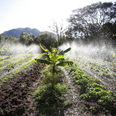  PORTO ALEGRE, RS, BRASIL, 12-09-2017. Agrofloresta ou Sistema Agroflorestal (SAF) é um sistema que reúne as culturas de importância agronômica em consórcio com a floresta. Um sistema agroflorestal é uma forma de produzir / cultivar alimentos de uma forma mais sustentável e ao mesmo tempo conservar ou recuperar a natureza. (FOTO: ANDERSON FETTER/AGÊNCIA RBS)Indexador: Anderson Fetter