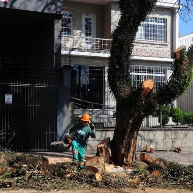  CAXIAS DO SUL, RS, BRASIL (18/09/2017). Árvore Sacrificada. Prefeitura corta árvore com enraizamento podre, na rua Pedro Tomasi. (Roni Rigon/Pioneiro).