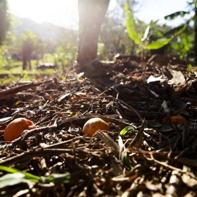  PORTO ALEGRE, RS, BRASIL, 12-09-2017. Agrofloresta ou Sistema Agroflorestal (SAF) é um sistema que reúne as culturas de importância agronômica em consórcio com a floresta. Um sistema agroflorestal é uma forma de produzir / cultivar alimentos de uma forma mais sustentável e ao mesmo tempo conservar ou recuperar a natureza. (FOTO: ANDERSON FETTER/AGÊNCIA RBS)Indexador: Anderson Fetter