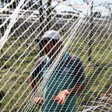  CRICIÚMA, SC, BRASIL 29/08/2017, GERAL: Bom Jardim da Serra, produtores de maça usam telas para a proteção contra granizo da fruticultura. Claiton Zandonardi.FOTO: CAIO MARCELO/ESPECIAL/DIARIO CATARINENSEIndexador: Picasa