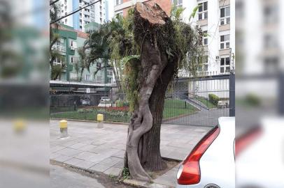 PORTO ALEGRE, RS, BRASIL, 19-09-2017.
Árvore cortada na Rua Barão do Triunfo irrita ambientalista.
IMAGEM: Kathia Monteiro/Arquivo Pessoal