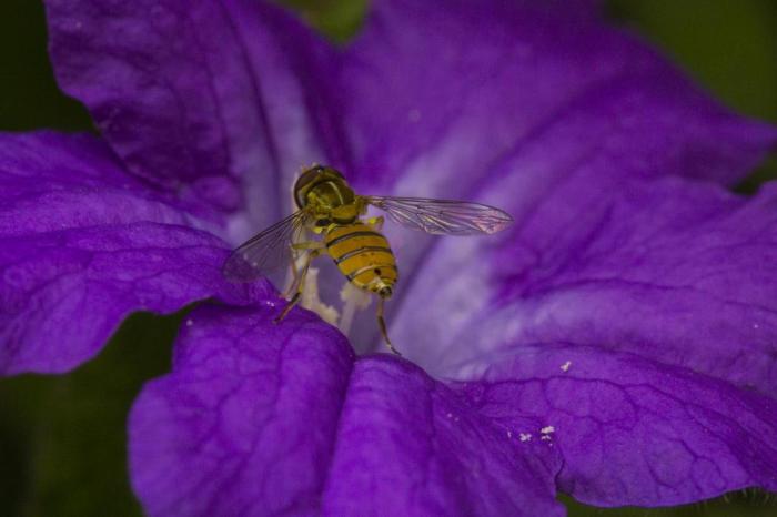  

PORTO ALEGRE, RS, BRASIL - Fotografias de flores e insetos para matéria da chegada da primavera. Flor petúnia.