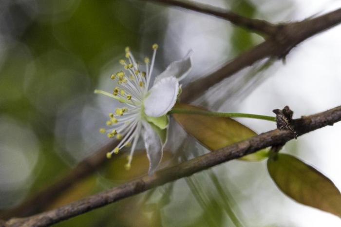  

PORTO ALEGRE, RS, BRASIL - Fotografias de flores e insetos para matéria da chegada da primavera.