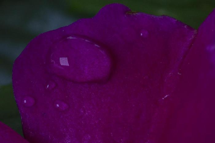  

PORTO ALEGRE, RS, BRASIL - Fotografias de flores e insetos para matéria da chegada da primavera.