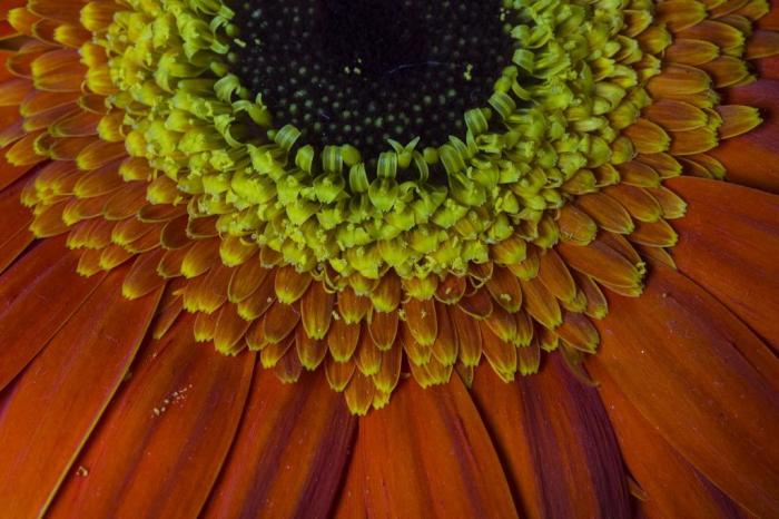  

PORTO ALEGRE, RS, BRASIL - Fotografias de flores e insetos para matéria da chegada da primavera. Flor gérbera.