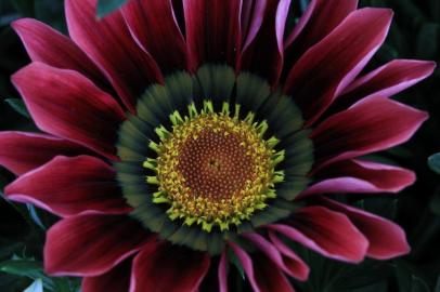  

PORTO ALEGRE, RS, BRASIL - Fotografias de flores e insetos para matéria da chegada da primavera. Flor gazânea.