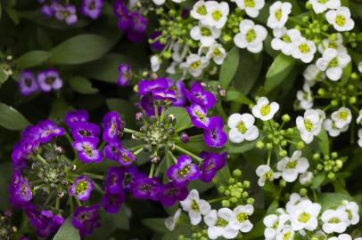  

PORTO ALEGRE, RS, BRASIL - Fotografias de flores e insetos para matéria da chegada da primavera. Flor de mel.