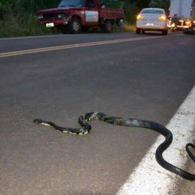 Uma jovem identificada como Catiane Borth Palaoro, de 26 anos, não resistiu aos ferimentos ocasionados por uma colisão entre a motocicleta que ela conduzia com uma caminhonete D20. O acidente aconteceu no km 8 da ERS-323, em Pinhal, região norte do Estado, no final da tarde desta segunda-feira (25).
Segundo informações do Comando Rodoviário da Brigada Militar, ela tentou desviar o veículo de uma cobra de 1m92cm que invadiu a pista. 