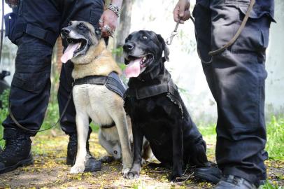  

PORTO ALEGRE, RS, BRASIL.2017-09-26. DENARC aposenta seus cães Dana e Califa  despois de anos de trabalho.Na foto.Policial Andre Travassos  e o Policial Andre Travassos com o Califa e a Dana.(RONALDO BERNARDI/AGENCIUA RBS).