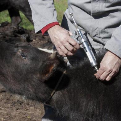 Vacinação de febre aftosa no Rio Grande do Sul