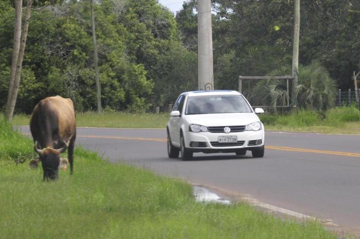  

ARROIO DO SAL, RS, BRASIL, 28/03/2013 - Animais na beira da estrada (FOTO: TADEU VILANI / ZERO HORA)
Indexador: Bruno Alencastro                