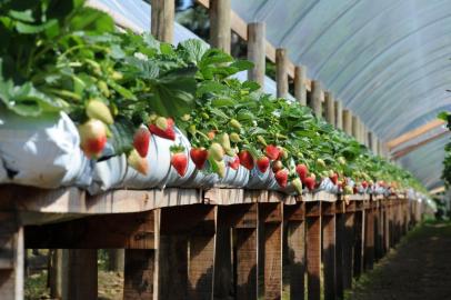 Caxias do Sul (RS):  plantio de morango na Granja Andreazza