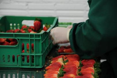 Caxias do Sul (RS):  plantio de morango na Granja Andreazza